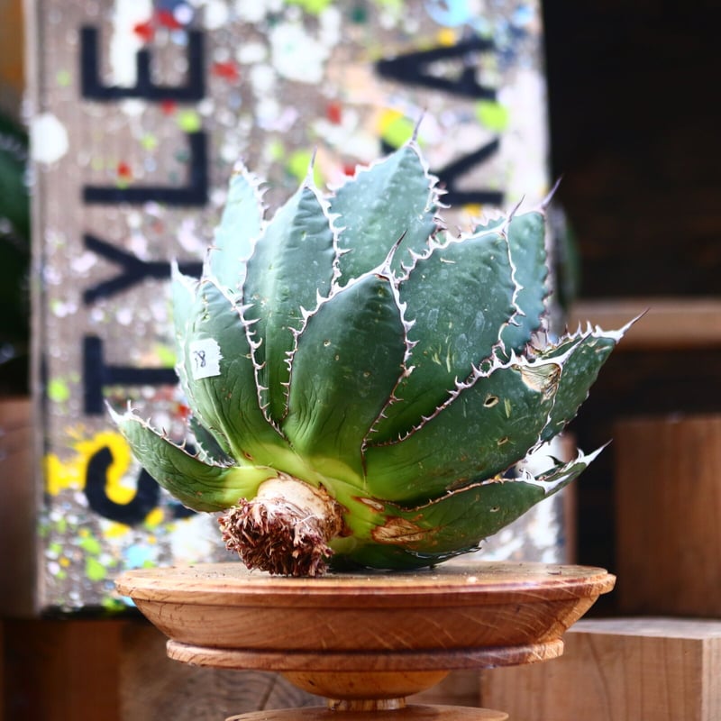 アガベ ホリダ／Agave horrida no.10338 | 芽の巣山