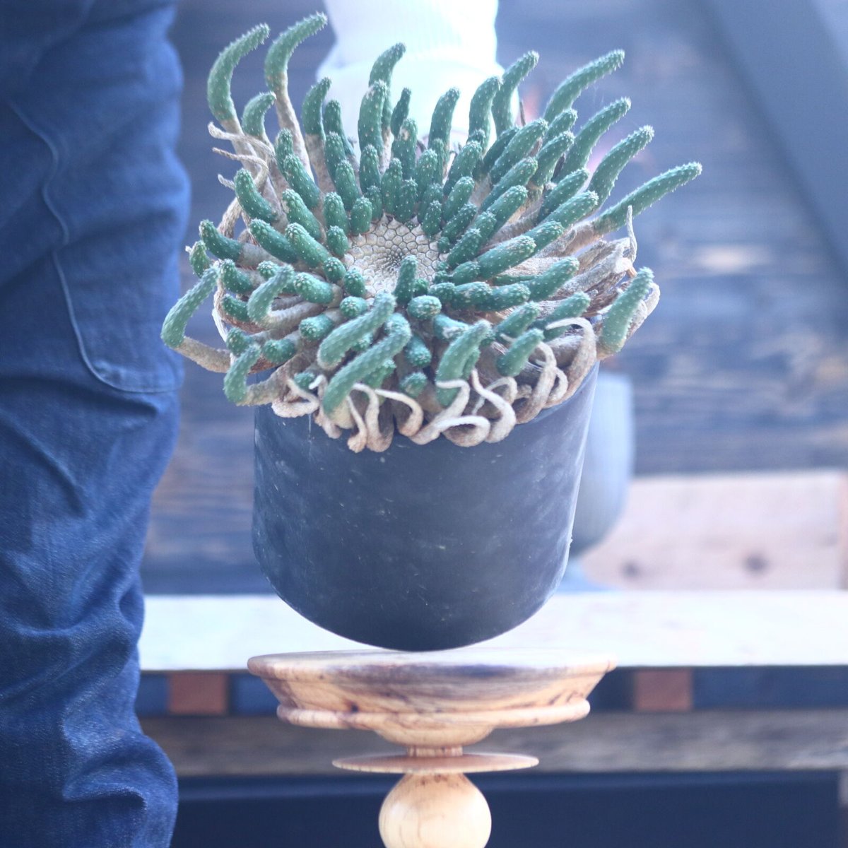 ユーフォルビア エスクレンタ Euphorbia esculenta no.228