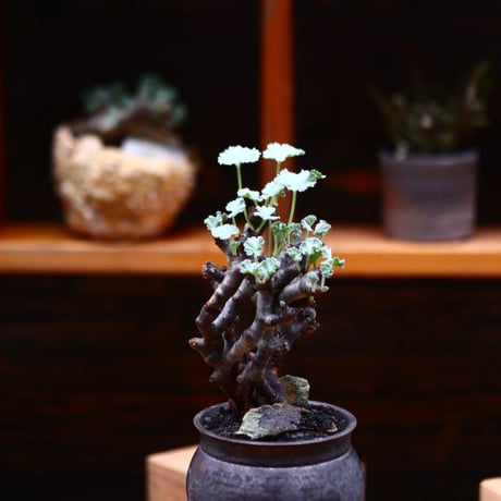 ペラルゴニム  ミラビレ／Pelargonium mirabile  　no.91935