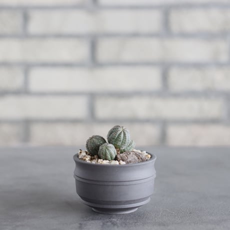 Euphorbia obesa  × takero pot (2.5号)  no.621/65