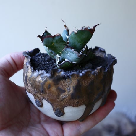 アガベ チタノタ　ブラック＆ブルー  Agave titanota black&buleno.51912