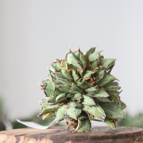 Agave titanota filigree Devil / Style of Chika　no.42194