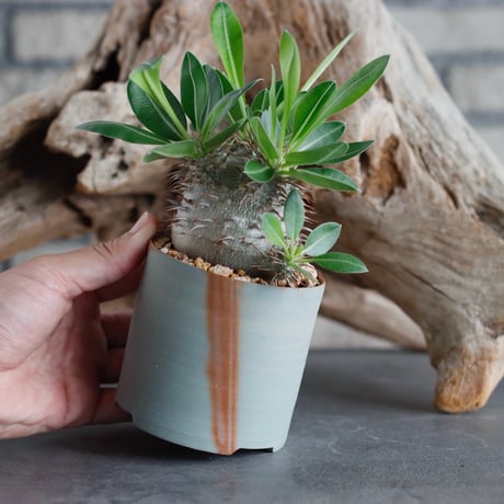 Pachypodium makayense×leucoxanthum (dobuzuke) × BIZENBACHI (備前鉢3号)   no.607-34