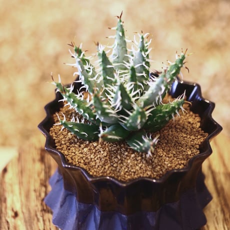 アロエ エリナケア / Aloe melanacantha ssp. var. erinacea  no.52123