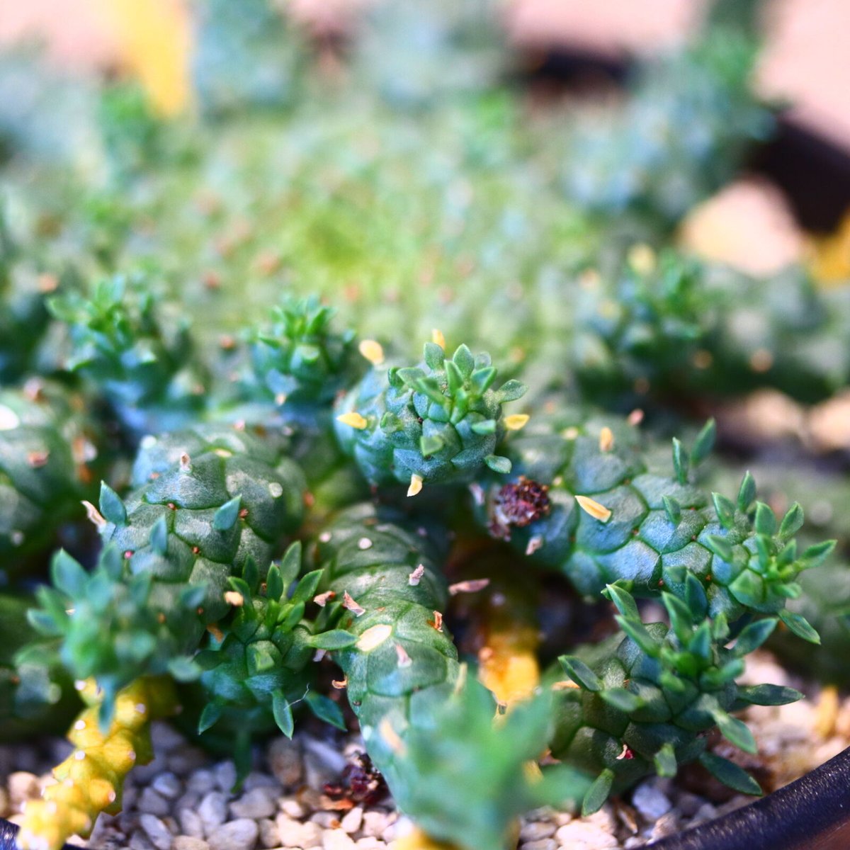 ユーフォルビア ゴルゴニス / Euphorbia gorgonis no.51423 |