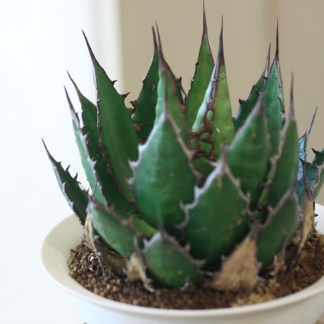 Agave horrida × たけろうポット   no.112-5