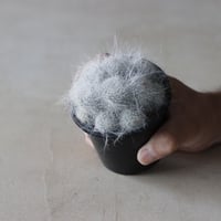 Mammillaria / 玉扇殿 (3号鉢)  no.913/27