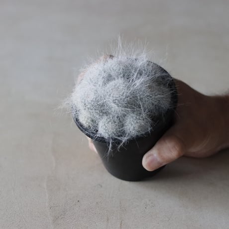 Mammillaria / 玉扇殿 (3号鉢)  no.913/27