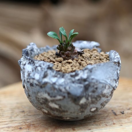 アルミアナ | STORES