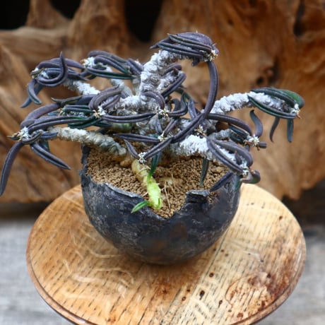 ユーフォルビア キリンドフォリア / Euphorbia cylindrifolia   no.31245