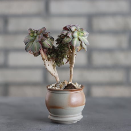 Aeonium urbicum f.variegata Moonburst × TAKERO NO TORUKO (3号) no.419/103