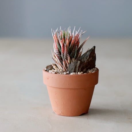 Haworthia 鼓笛錦 × YAMABACHI (3号)  no.104/21