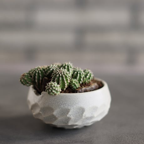 Euphorbia sepultap × N/OH (3号)  no.823-23