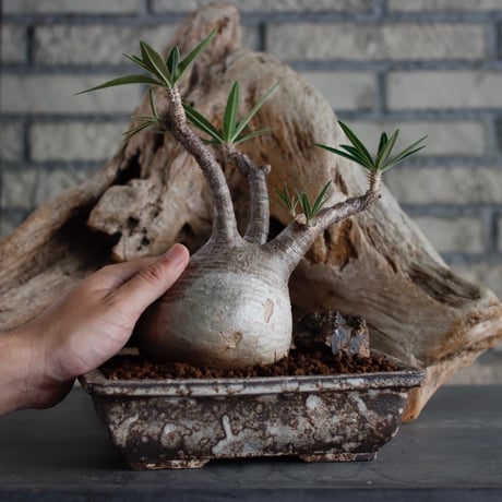 Pachypodium gracilius × takero pot/再盆器 (6号)  no.622-32