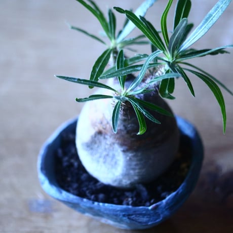 パキポディウム グラキリス   Pachypodium rosulatum var. gracilius no.705-13