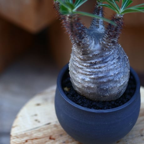 パキポディウム  グラキリス／Pachypodium  gracilius    no.121252