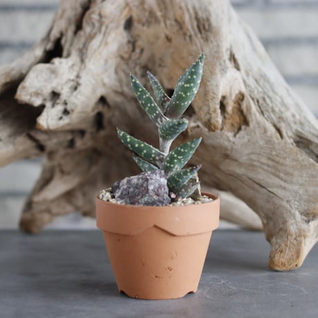 Aloe arenicola  × YAMABACHI (3号)  no.629-2