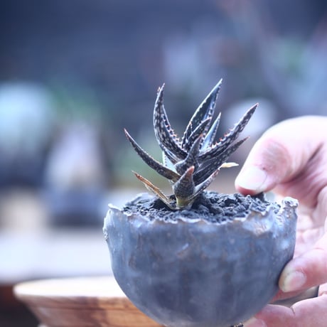 アロエ  ジュクンダ　Aloe jucunda   no.21433