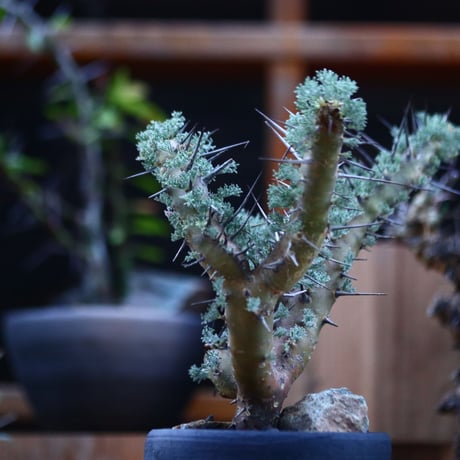 サルコカウロン ヘレー／Sarcocaulon herrei    no.120537