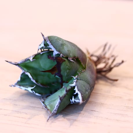 'ハルコイ´セット (N/OH × Agave titanota "FO-076)  no.30374