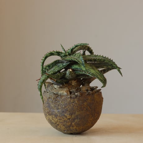 Aloe somaliensis × takero pot (3.5号鉢)  no.412-25