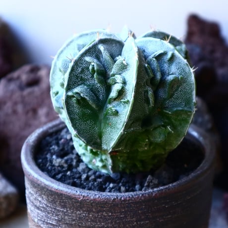 アストロフィツム　複隆盤石　 Astrophytum sp.   no.32217