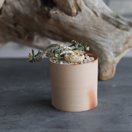 Euphorbia cylindrifolia × 備前鉢2号 / snp plants  no.607-9