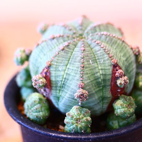 ユーフォルビア  仔吹きシンメトリカ / Euphorbia  symmetrica   no.51463