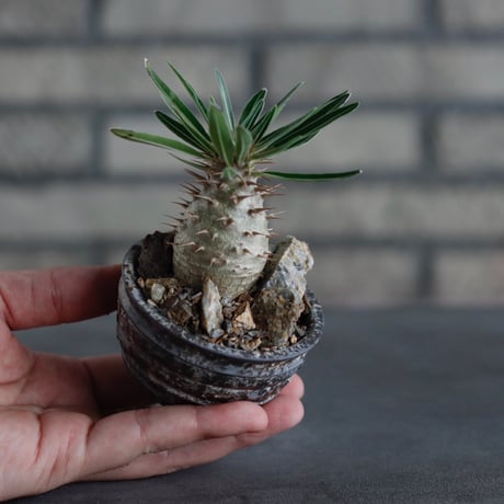 Pachypodium gracilius × takero pot (2.5号)  no.817-10