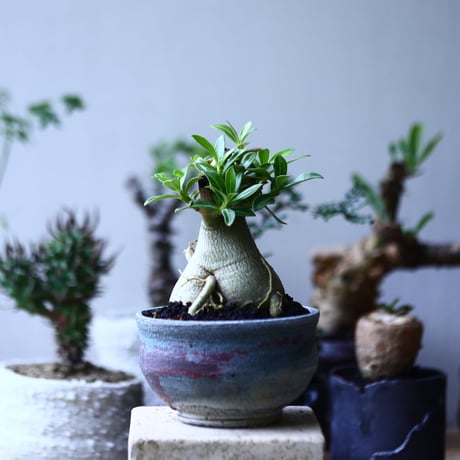 アデニウム  オベスム    Adenium obesum   no.90611