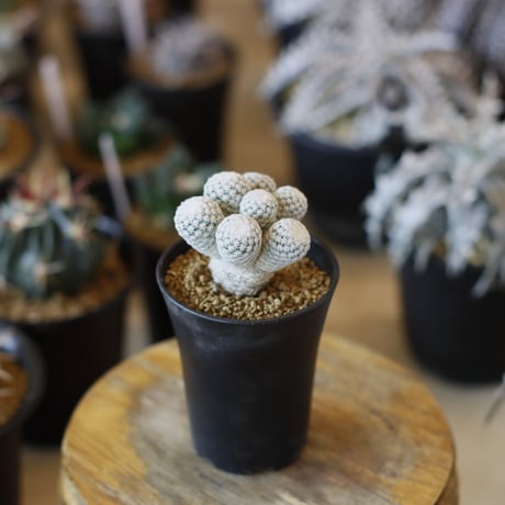 CATEGORY カクタス | 芽の巣山