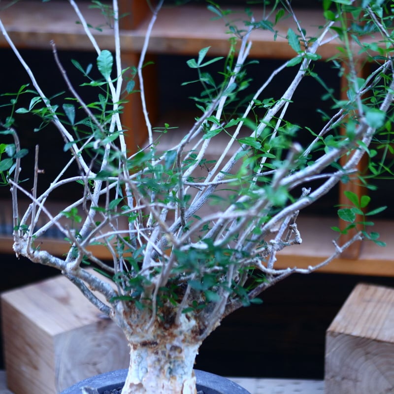 コミフォラ フンベルティ／commiphora humbertii no.82913 |