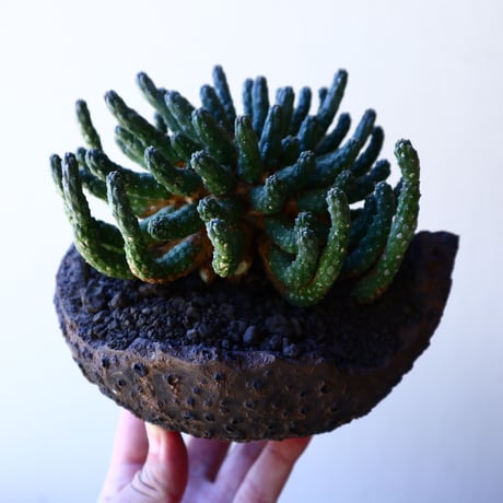 ユーフォルビア エスクレンタ  Euphorbia esculenta   no.40718