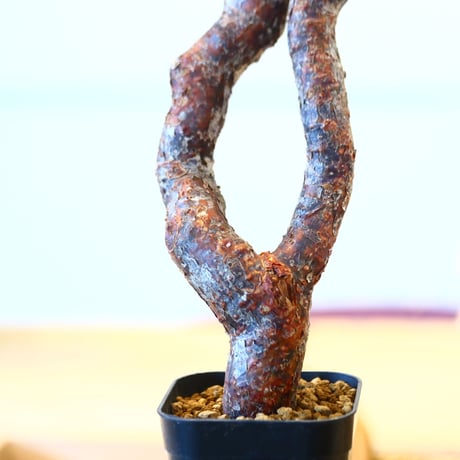 コミフォラ モンストローサ / Commiphora monstrosa   no.62506