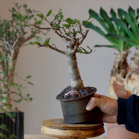 Bursera microphylla  × Yuuya Morikawa  (3.5号)  no.1214/5