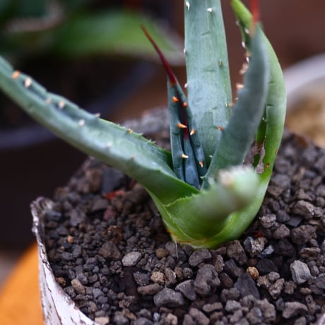 アガベ ユタエンシス ネバデンシス／Agave uthaensis var. nevadensis　no.91237