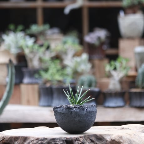 アガベ  アルボピロサ／Agave Albopilosa   no.111335