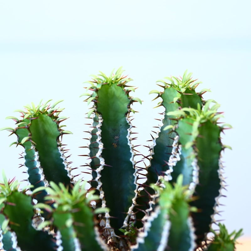 ユーフォルビア ムランジーナ / Euphorbia mlanjeana no.80627