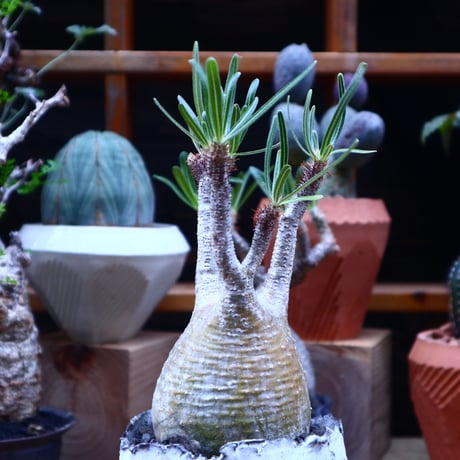 パキポディウム  グラキリス／Pachypodium  gracilius    no.71816