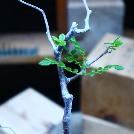 コミフォラ モンストローサ   Commiphora monstrosa   no.81539
