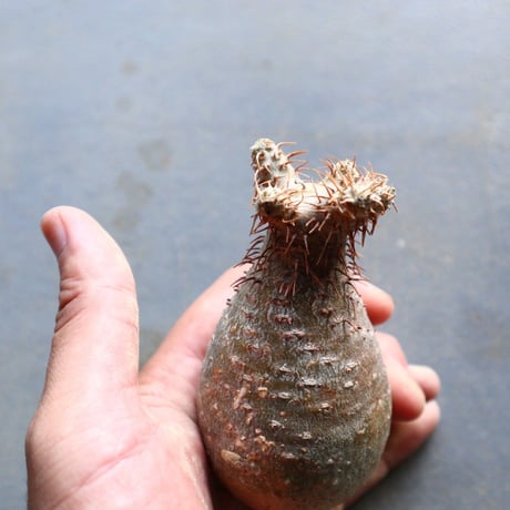 パキポディウム グラキリス 抜苗  Pachypodium rosulatum var. gracilius no.92927