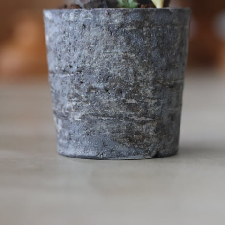 Euphorbia horrida f. monstruosa × たけろうポット 　no.714/37