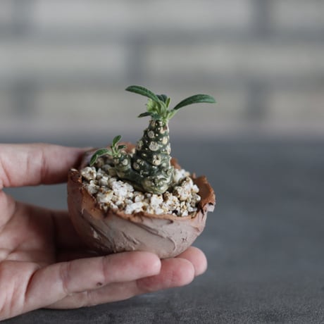 Dorstenia lavrani × takero pot (2.5号)  no.524/41