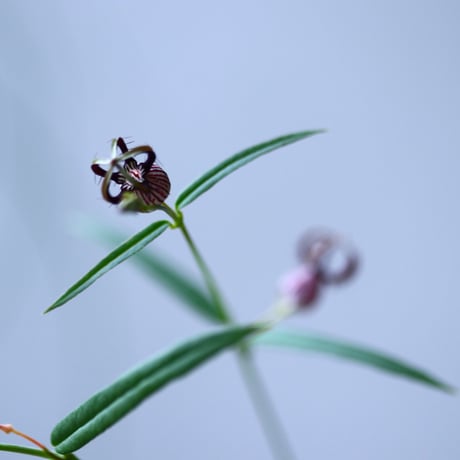 セロぺギア デモルファ   Ceropegia dimorpha   no.101829