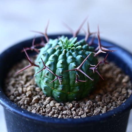 ユーフォルビア   群星冠   Euphorbia stellispina    no.110808