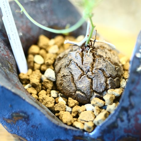 Dioscorea elephantipe × Kazuhiro Arima    no.123112