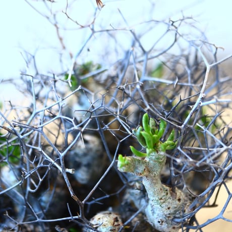 Tylecodon reticulate × N/OH  no.90325