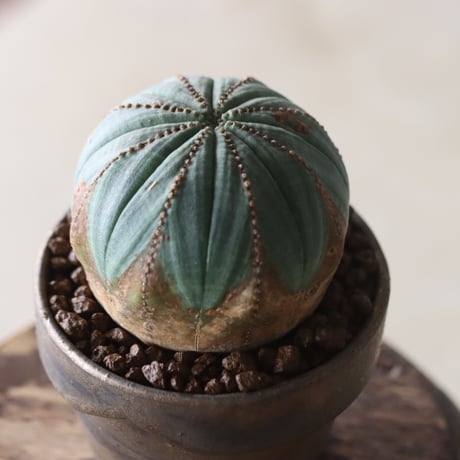 Euphorbia obesa × YAMABACHI var. Atsushi Funakushi  no.905-29