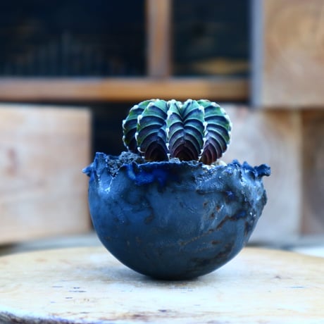 ギムノカリキウム   フィードリッフィーLB2178／Gymnocalycium friedrichii    no.80801