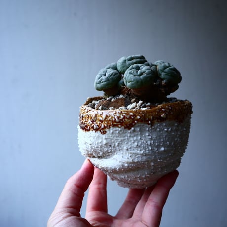 ロフォフォラ   ディフューサ　翠冠玉  Lophophora diffusa 　no.12609
